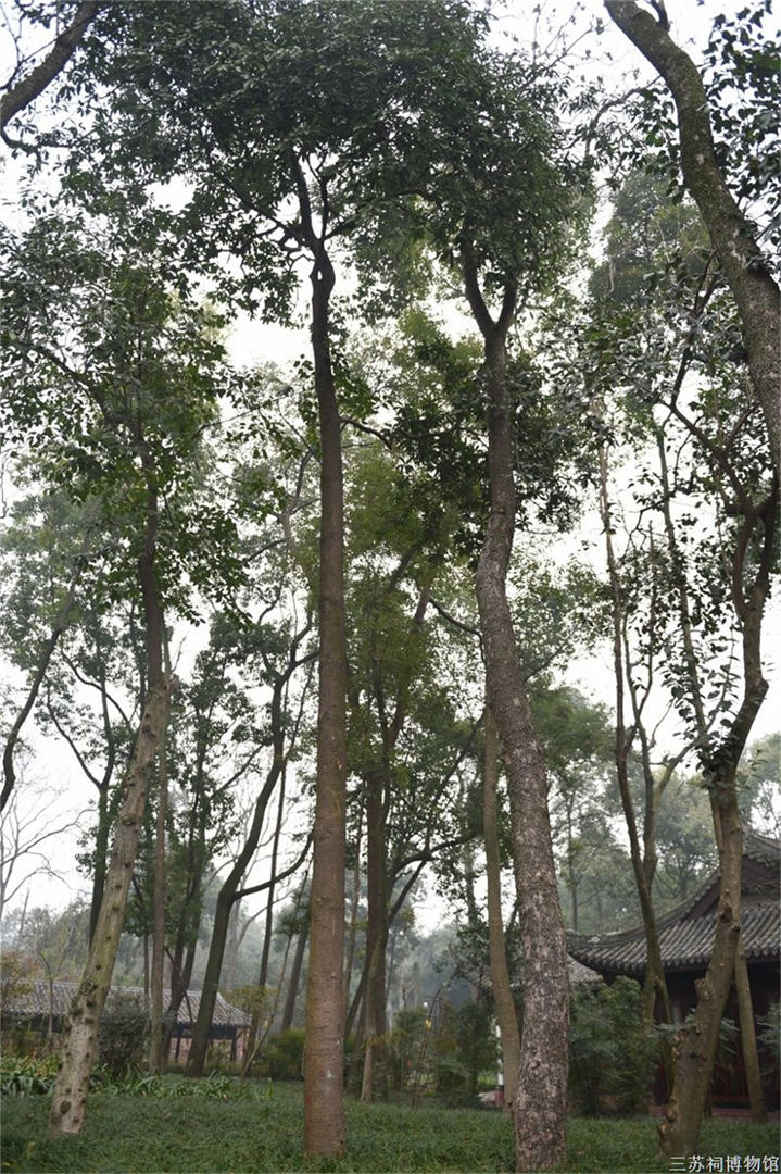 オオバコウバシ